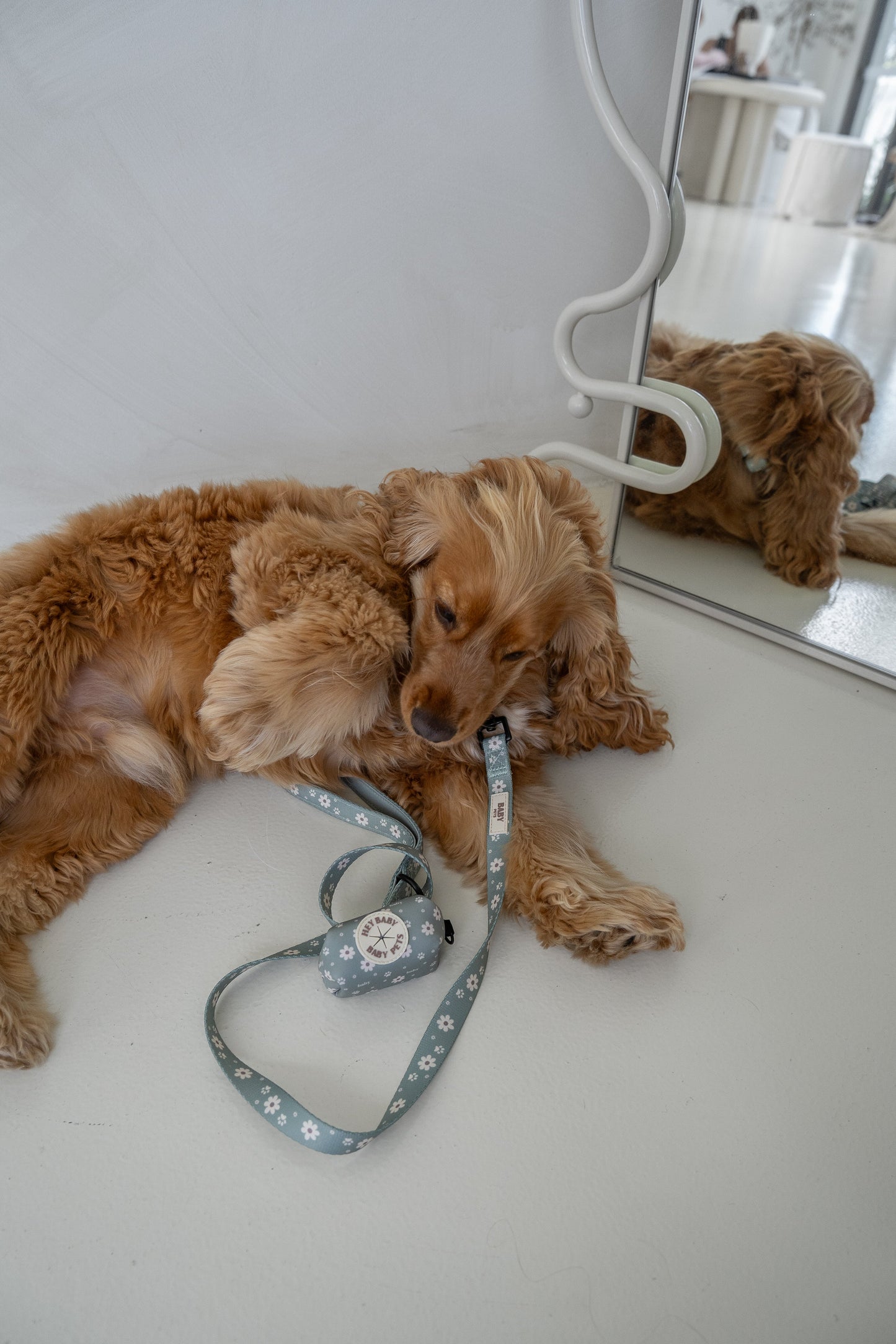 Olive - Leash