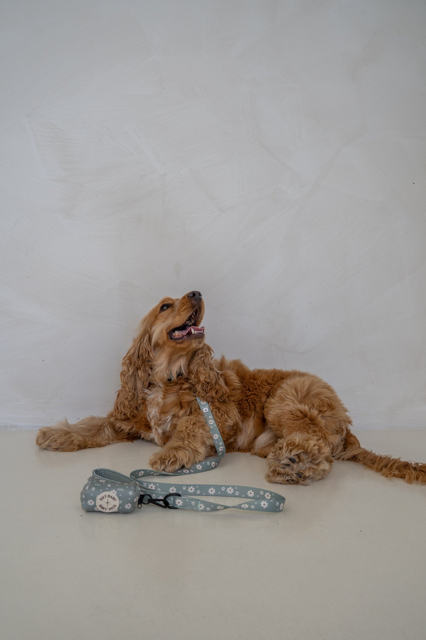 Olive - Leash