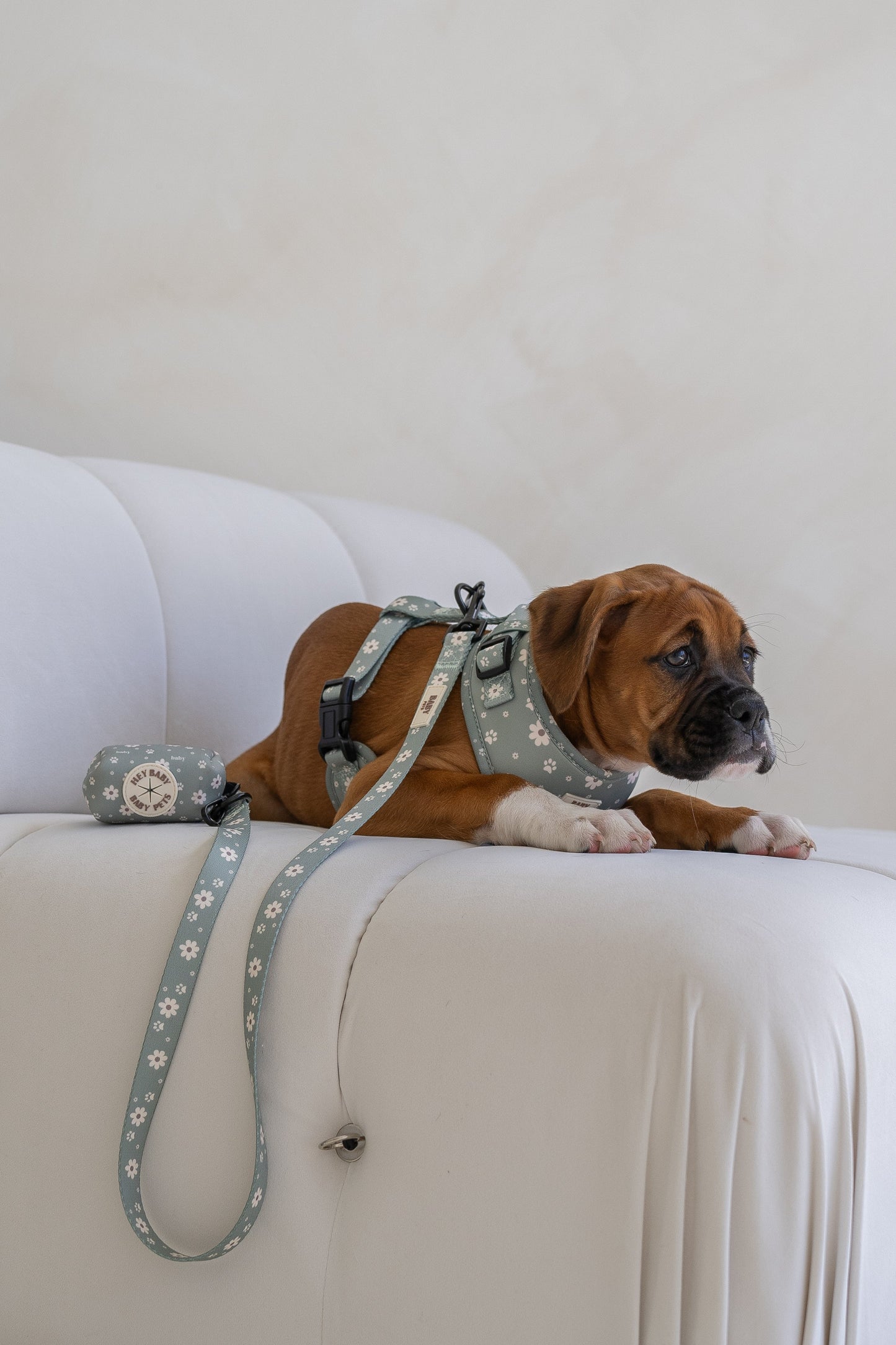 Olive - Leash
