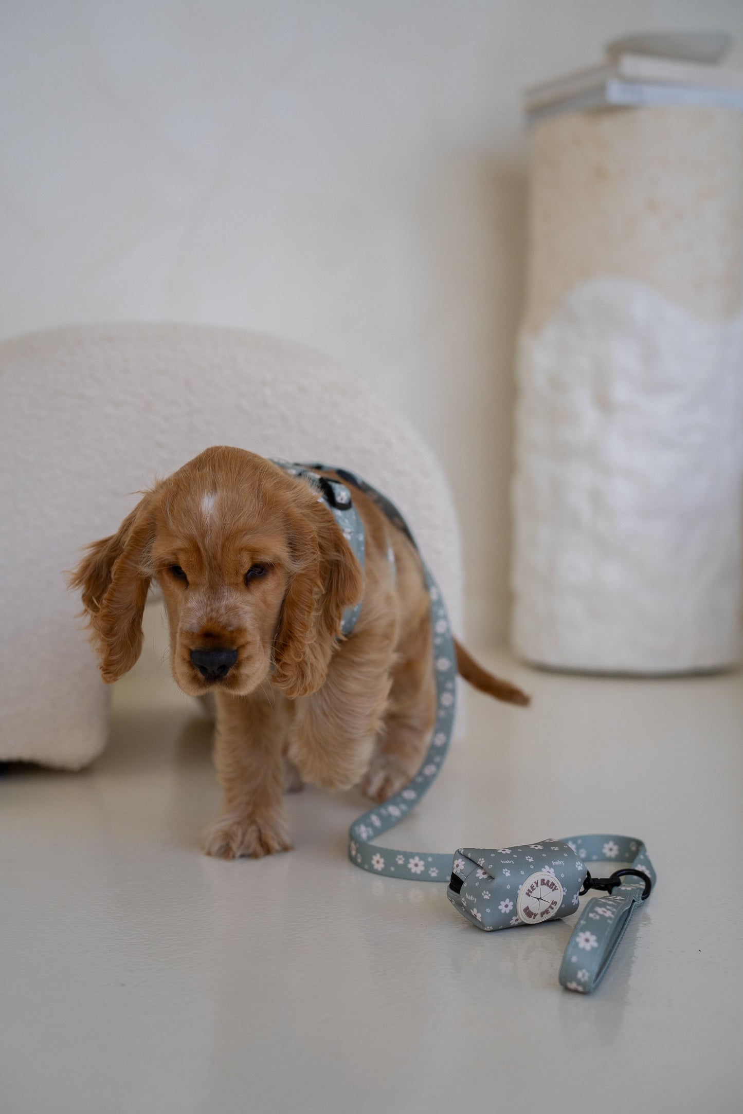 Olive - Leash