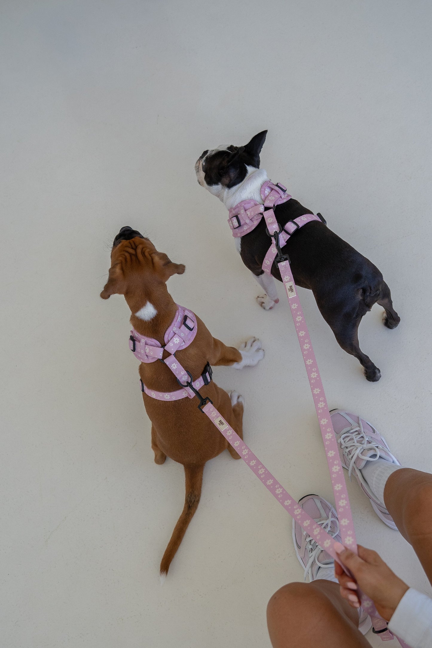 Mochi - Leash