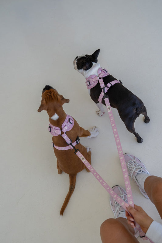 Mochi - Leash
