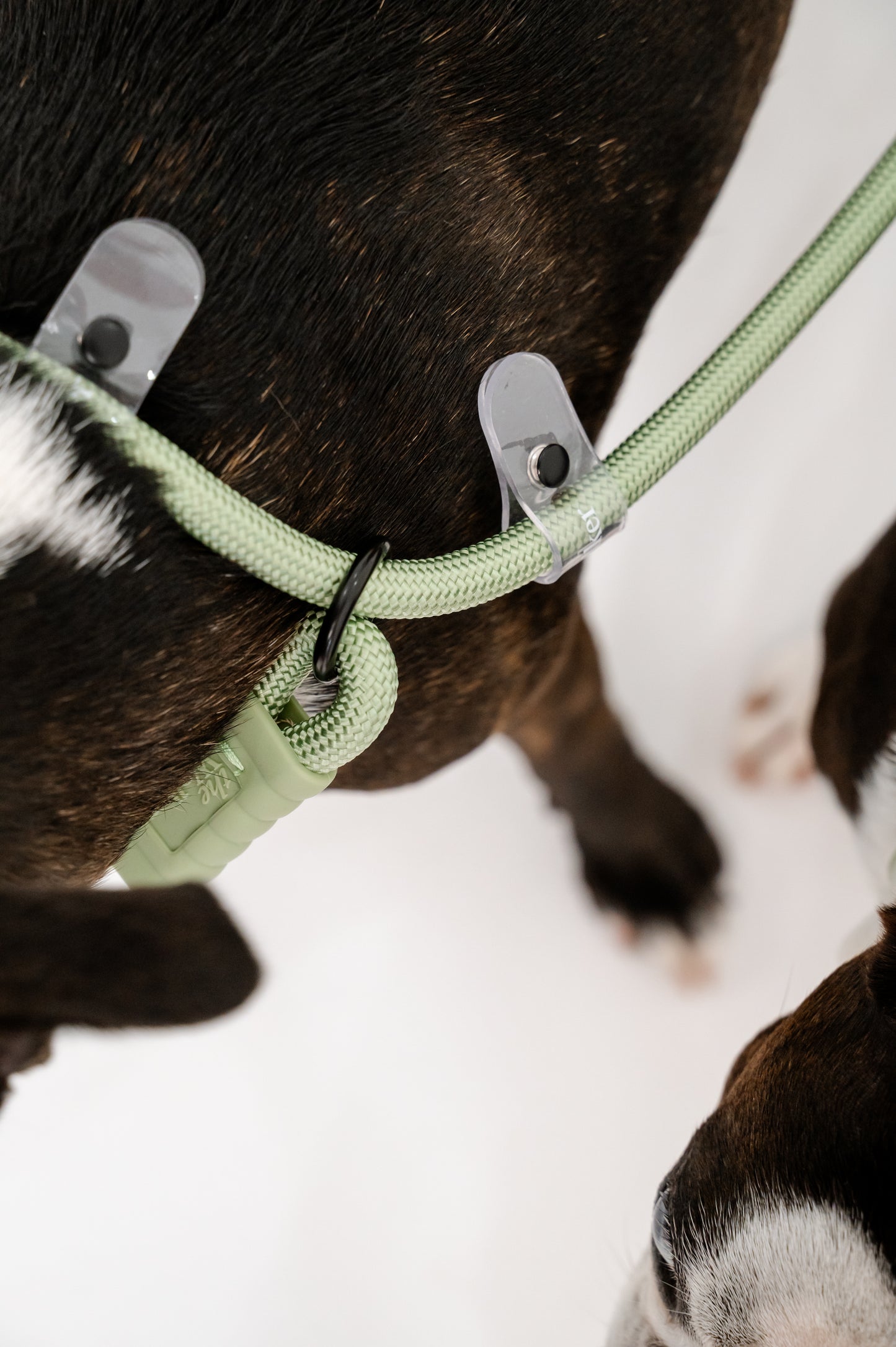 vet nurse hands free dog walking leash vet tech