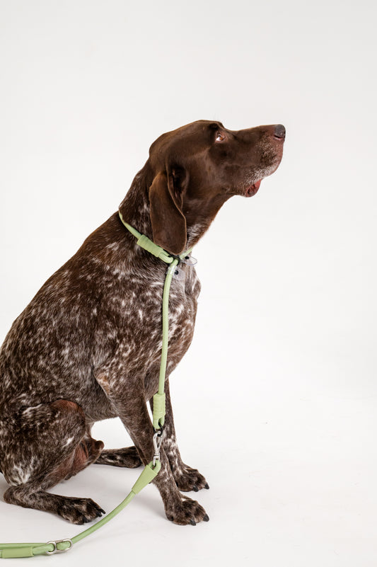 The Walker Vet Nurse Bundle - Matcha Green