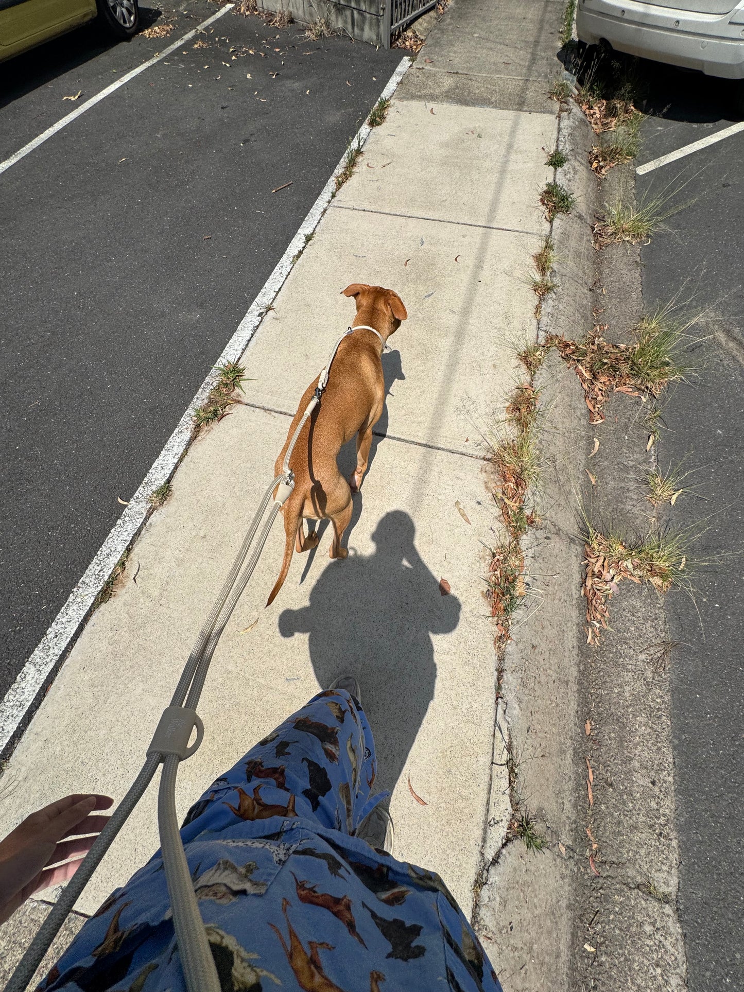 The Walker Vet Nurse Bundle - Cream