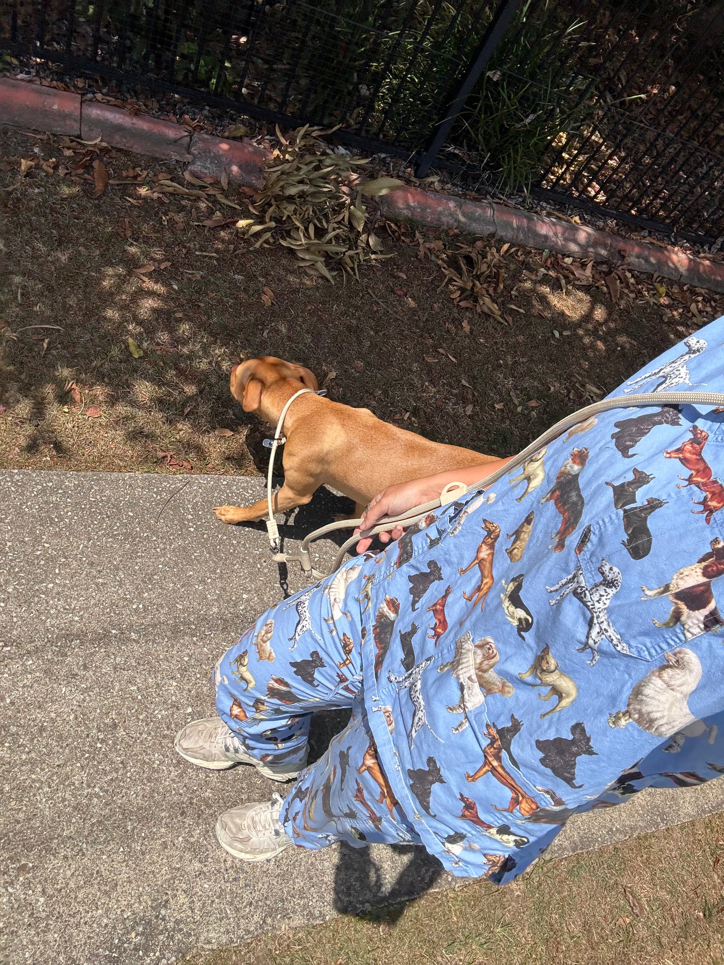 The Walker Vet Nurse Bundle - Cream