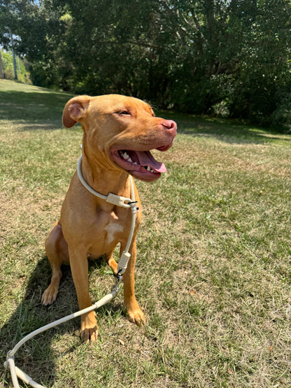 The Walker Vet Nurse Bundle - Cream