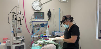 Vet Nurse Surgical Scrub Hat - Mocha Polka Dots